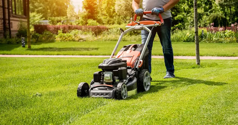 Best Garden Edging and Border Ideas