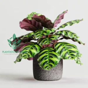 Calathea Makoyana (Peacock Plant)3