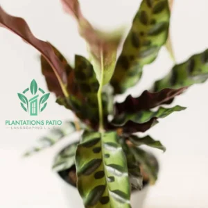 Calathea Rattlesnake-2 (2)
