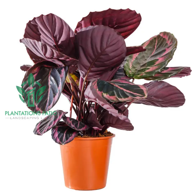 Calathea roseopicta-3