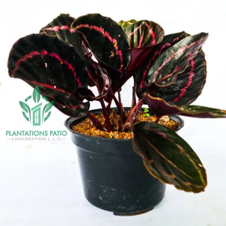 Calathea roseopicta2