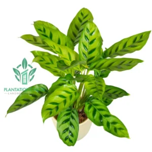 Calathea zebrina-3