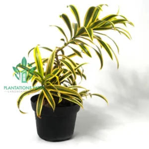 Dracaena reflexa ‘Variegata-3