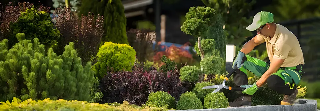 Professional Landscaping in Dubai