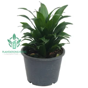 Dracaena Compacta Janet Craig-2