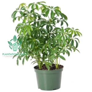 Schefflera